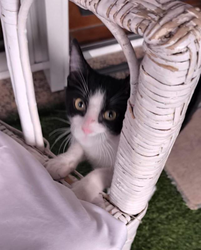 Mowgli