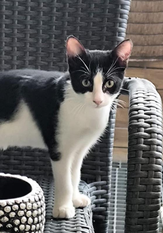 Mowgli