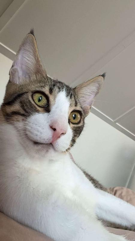Ivanhoe