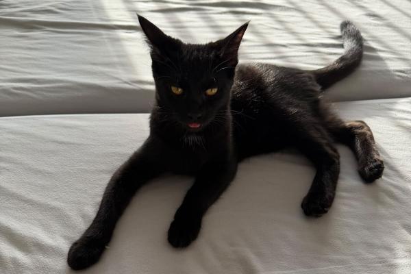 Leo