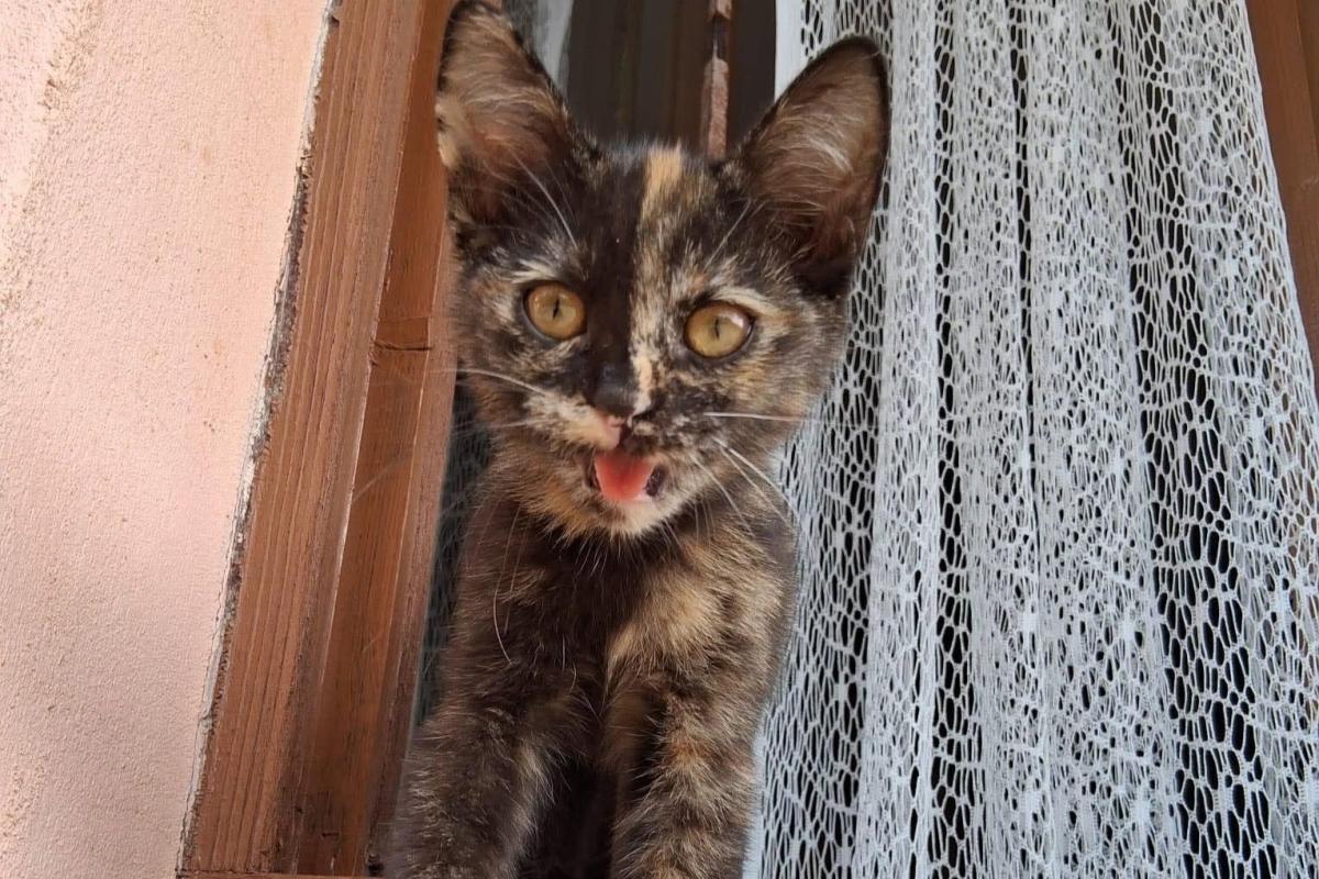 Kali