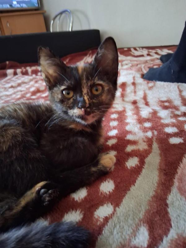 Kali