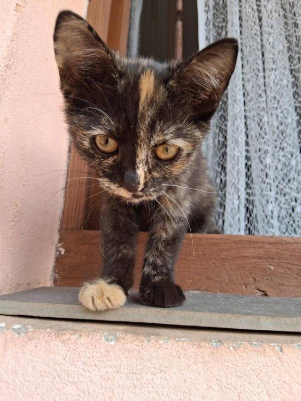 Kali