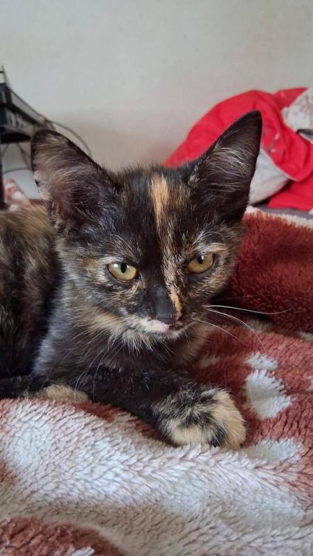 Kali