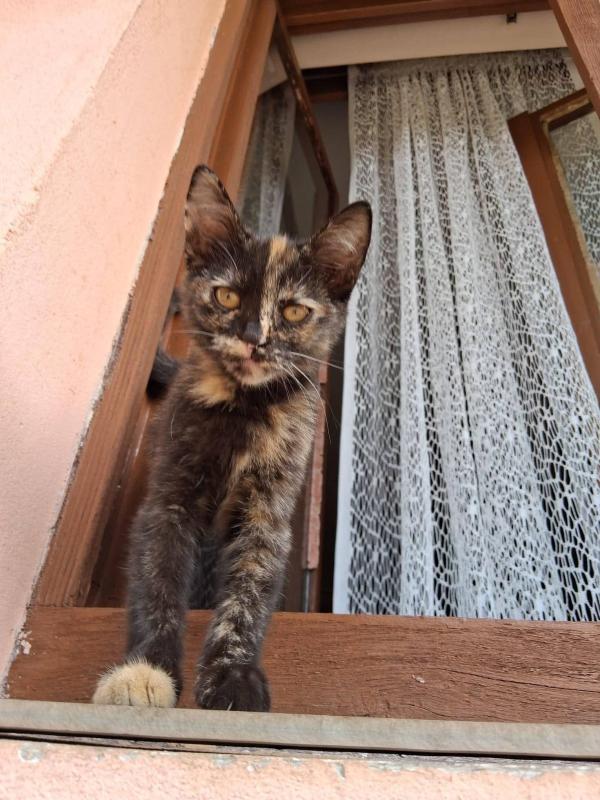 Kali