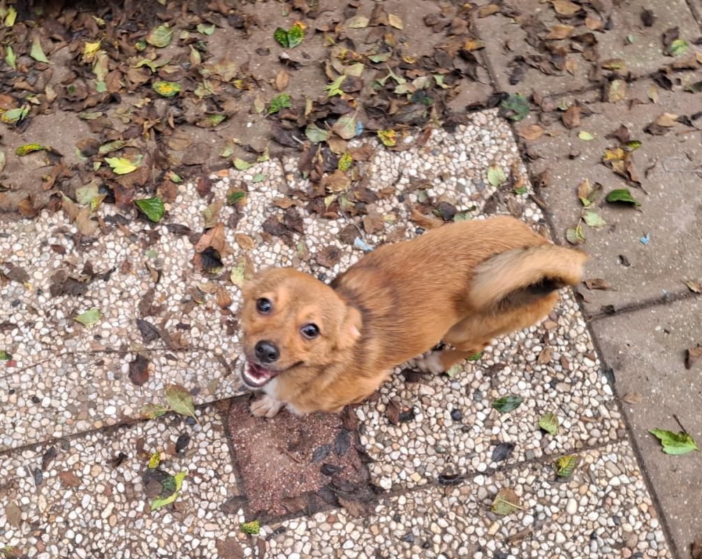 Maya
