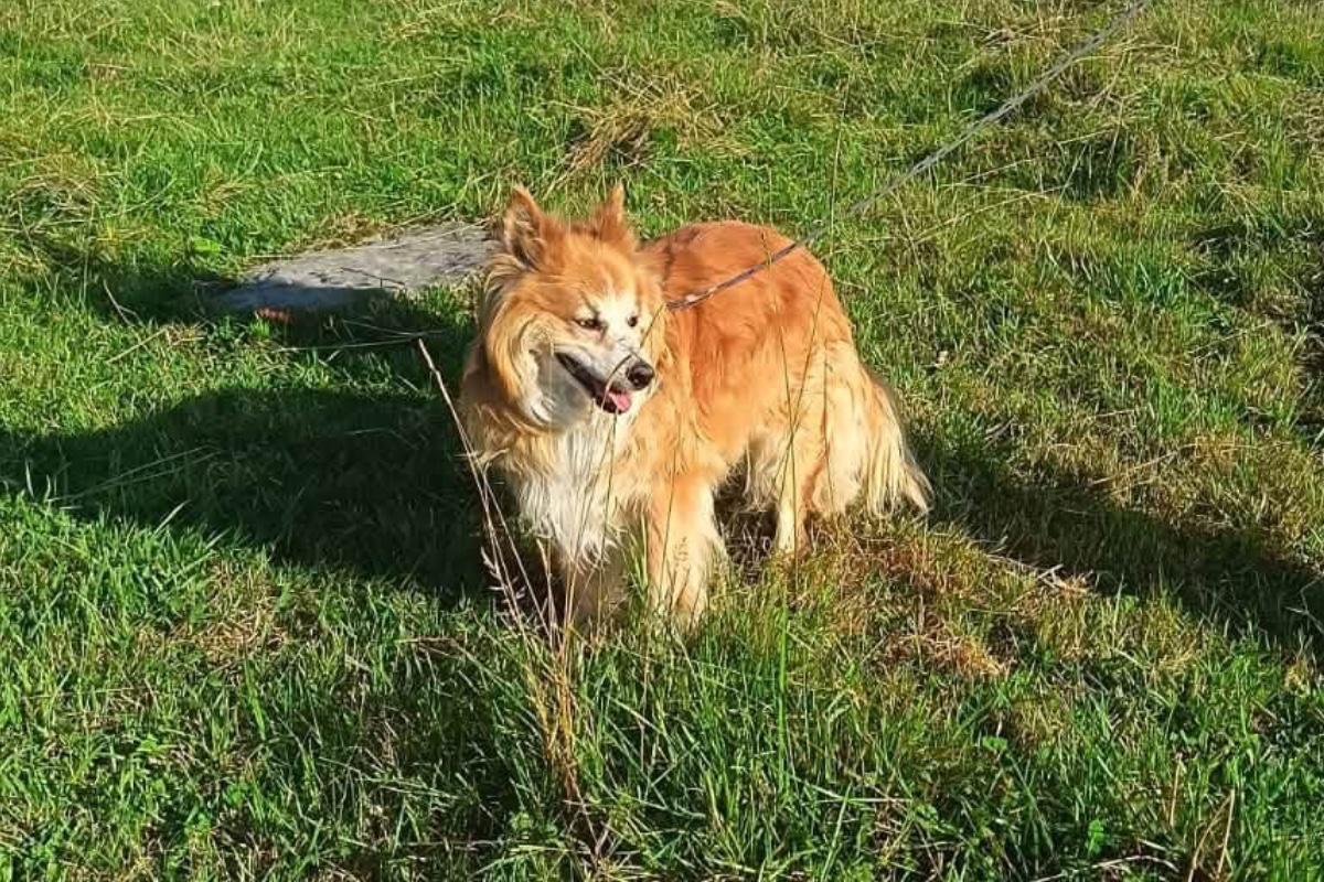 Rufus