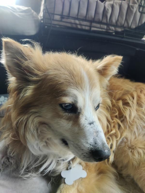 Rufus