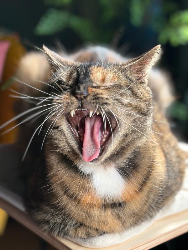 Maggie Mae