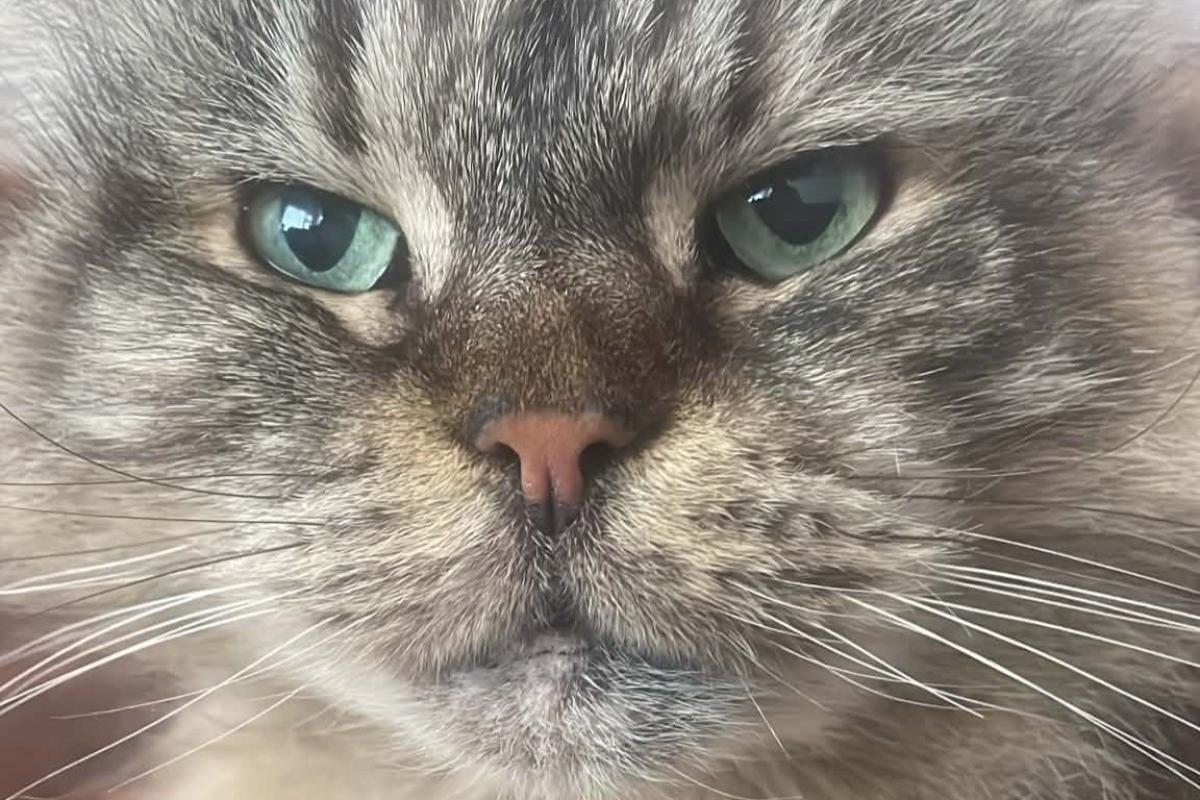 Tara
