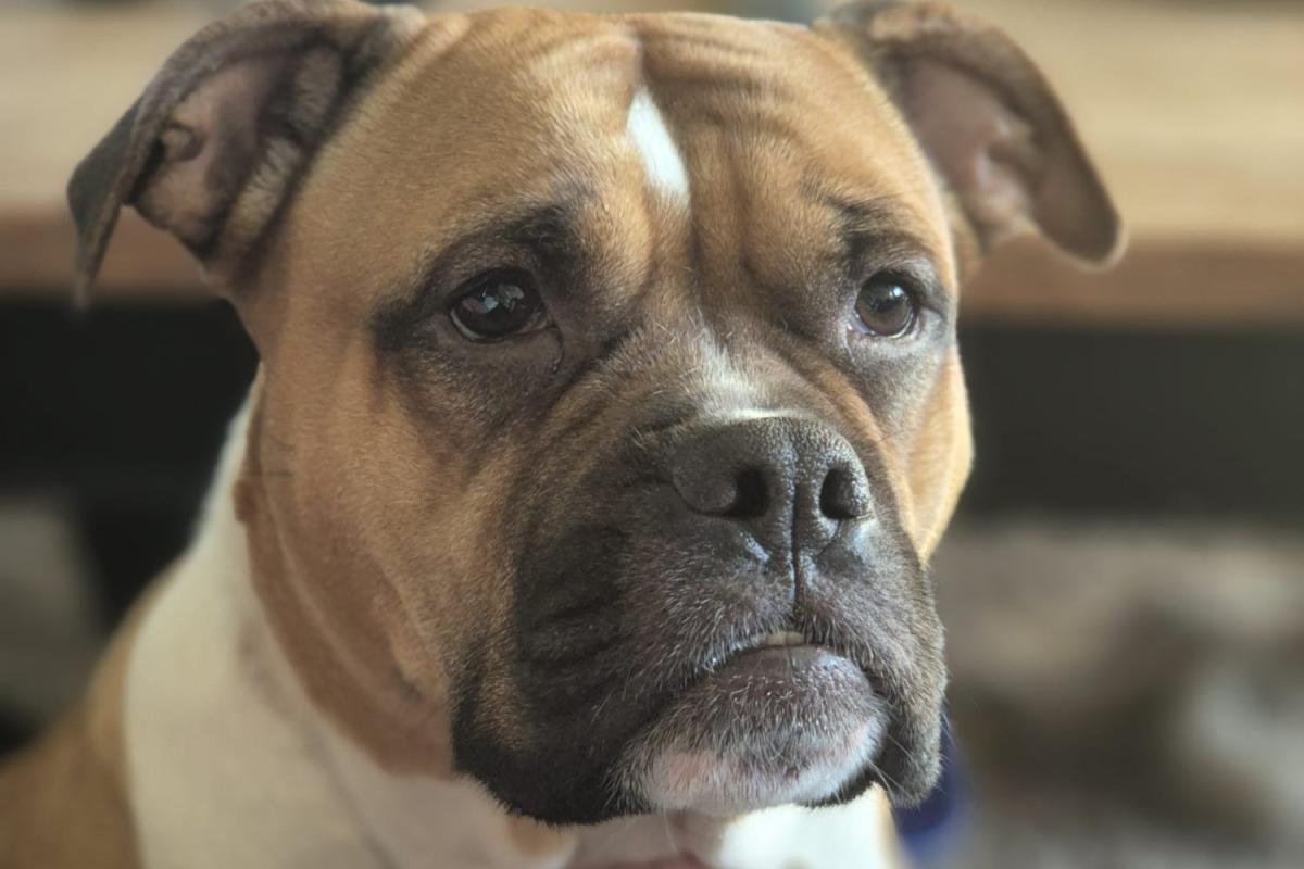 Bella