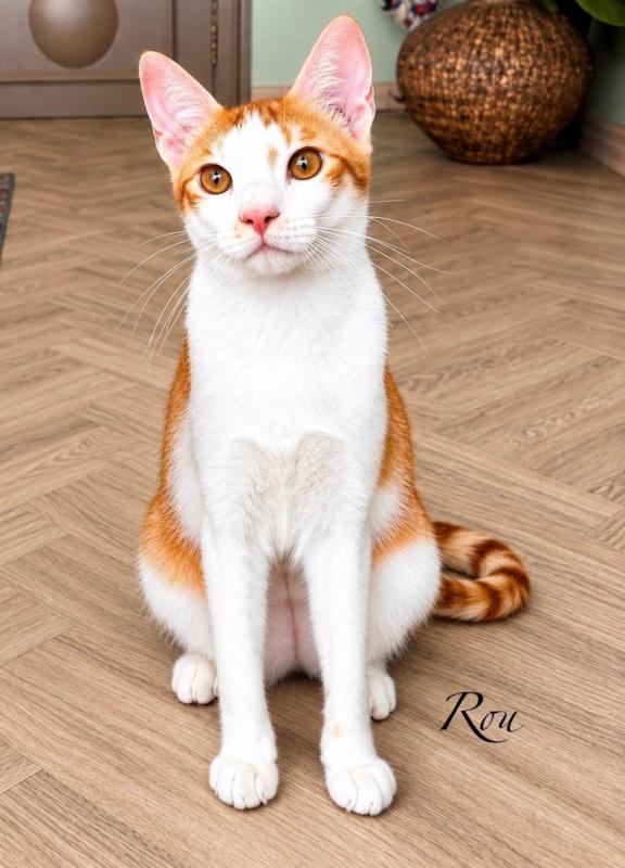 Rou