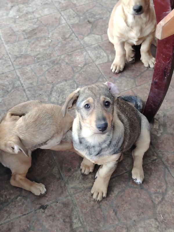 Nala