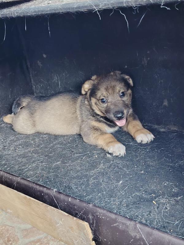 Nala