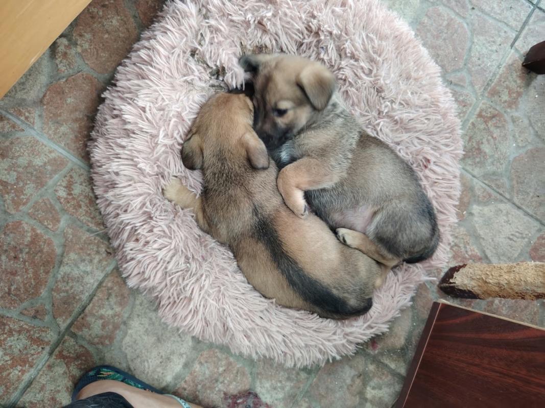 Nala