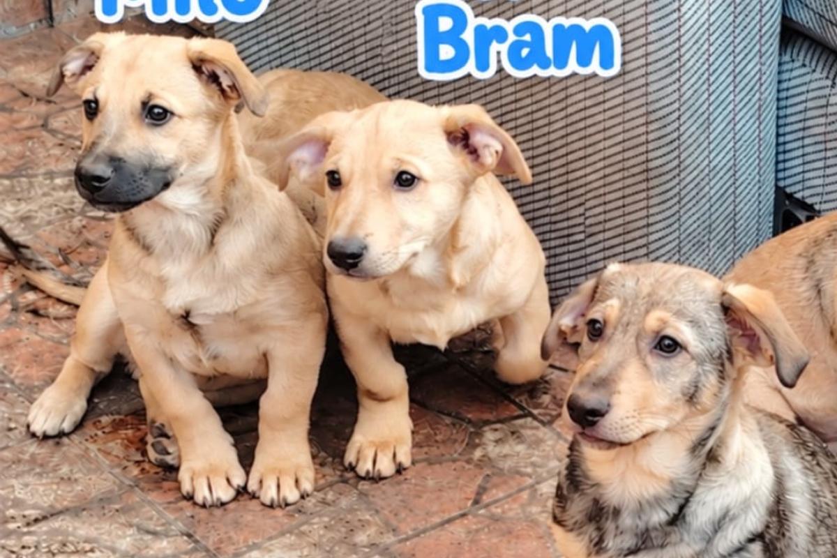 Bram