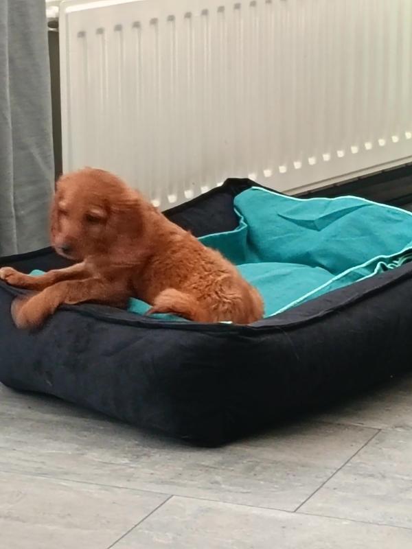 Binky