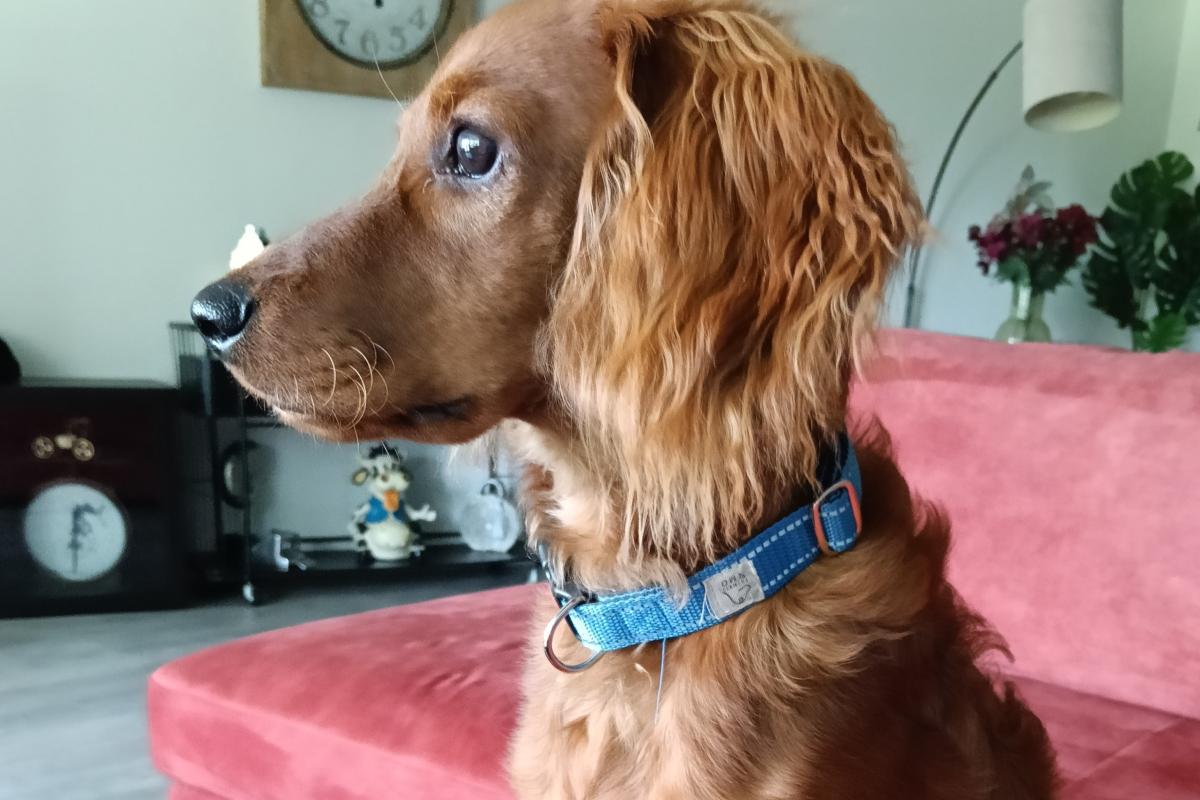 Binky