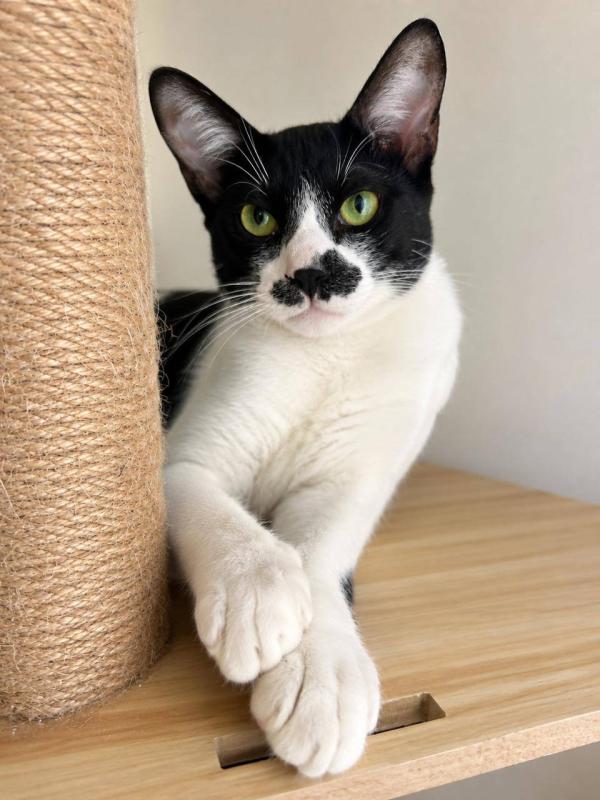 Pasha