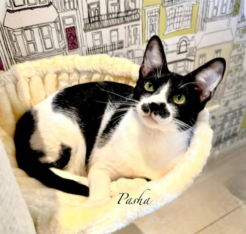 Pasha