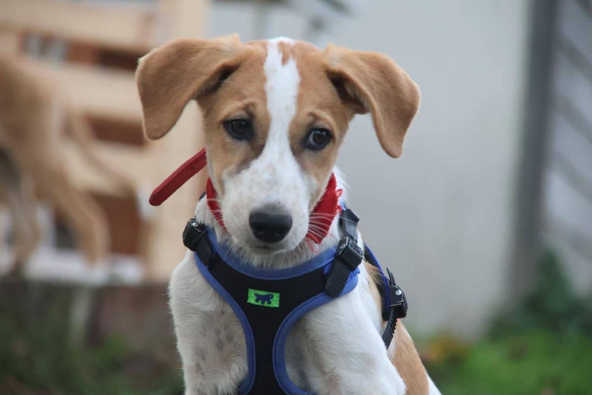 Milo