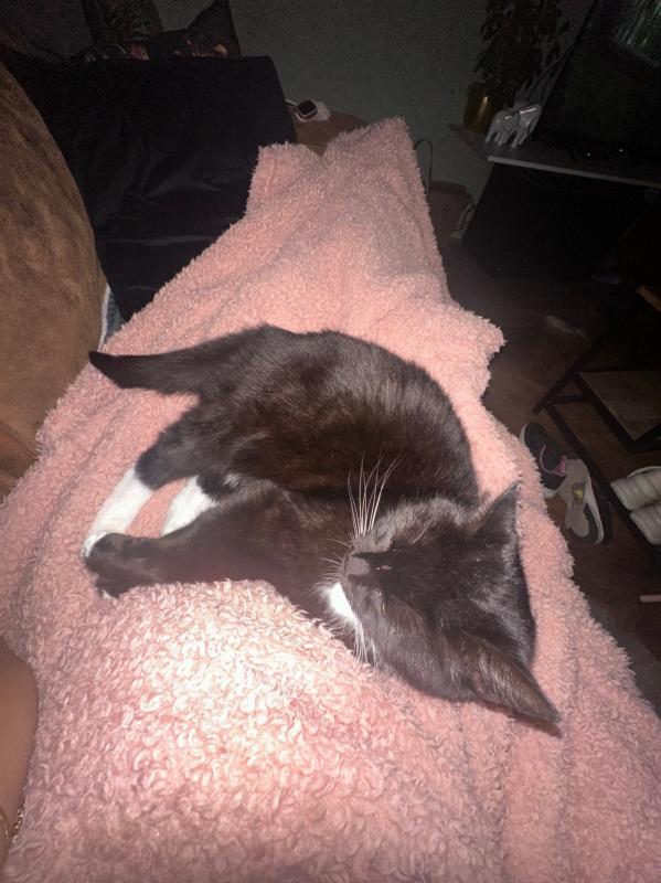 Muis