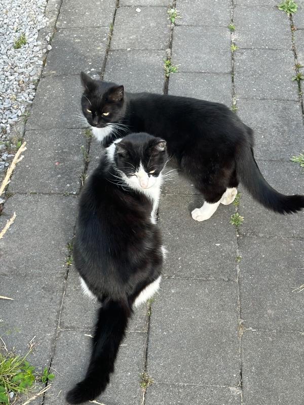 Muis