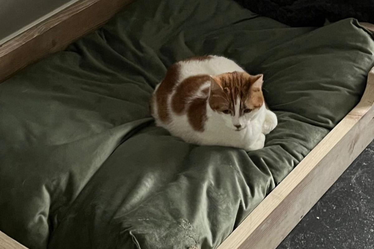 Loki