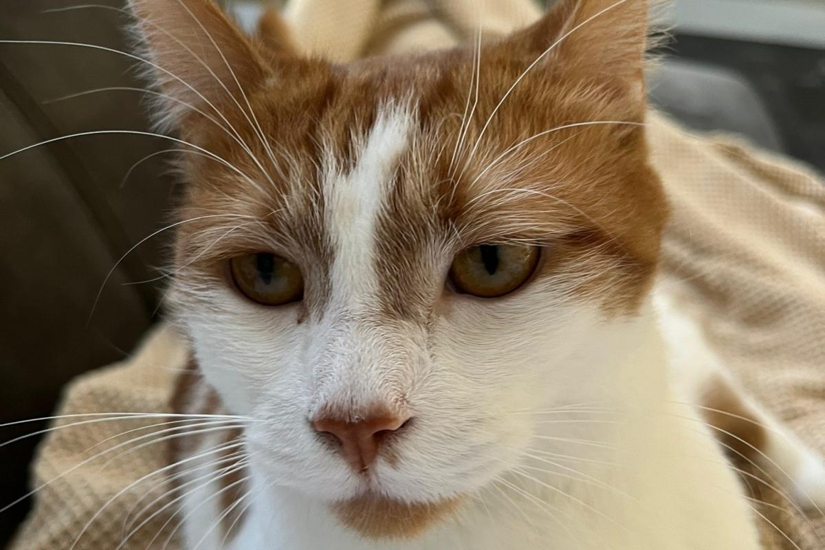 Loki