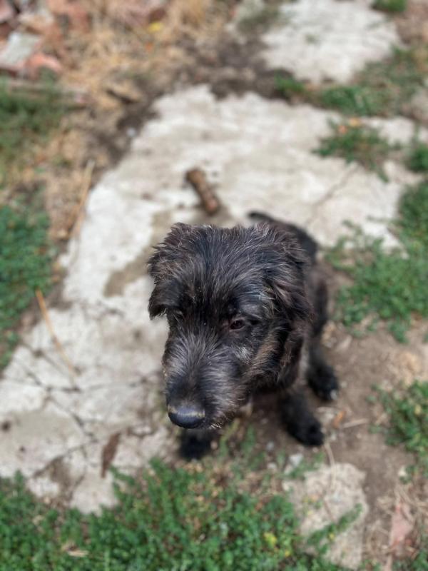 Benji