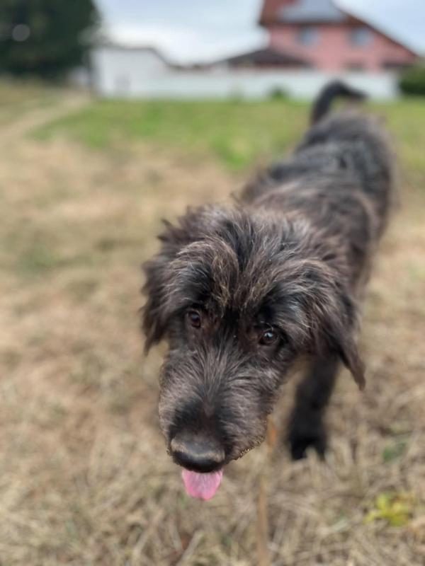 Benji