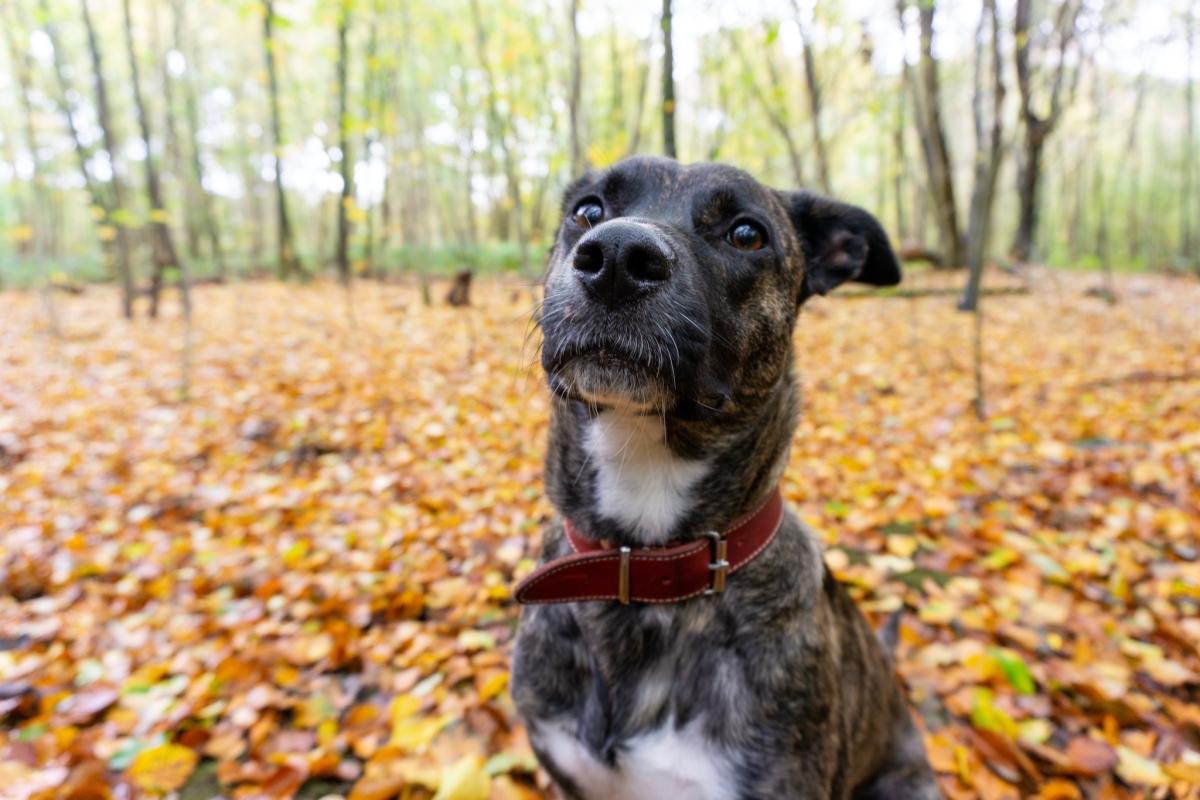 Zoe
