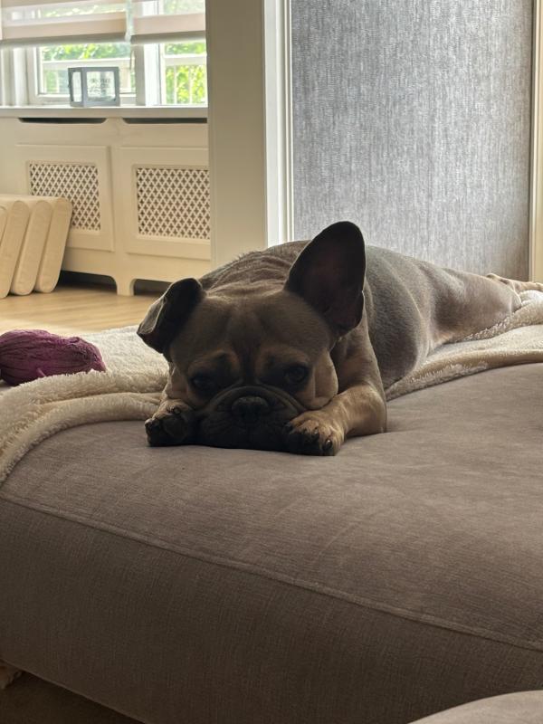Bodi