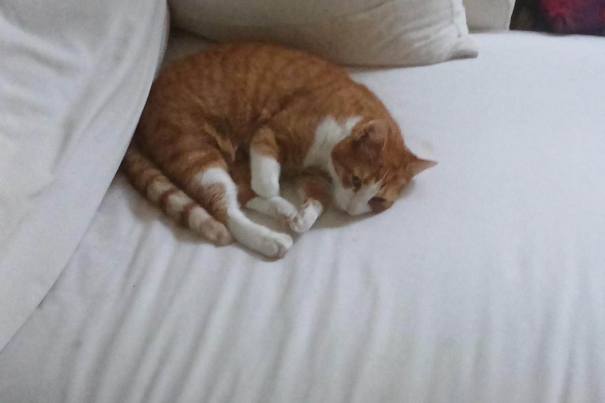 Simba