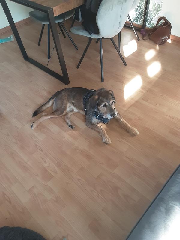Buddy