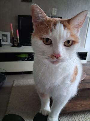 DJ