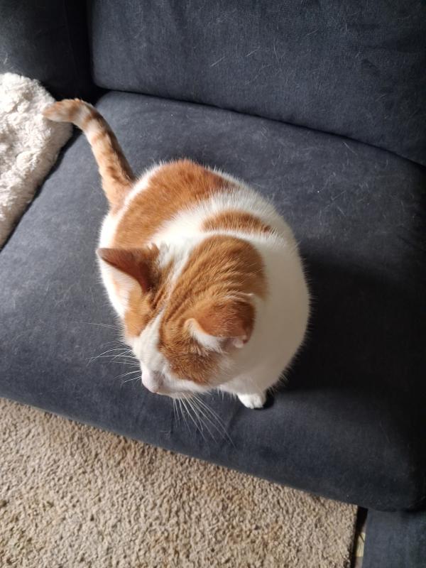 DJ