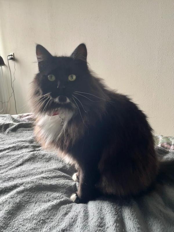 Mylo
