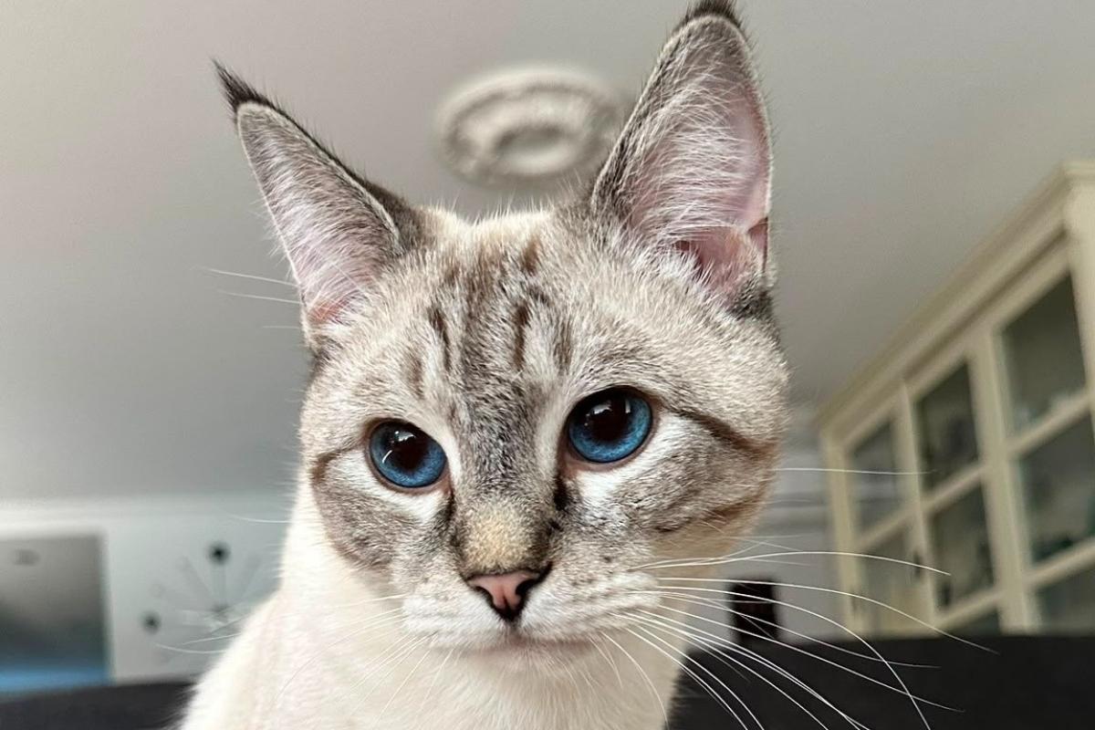 Ollie