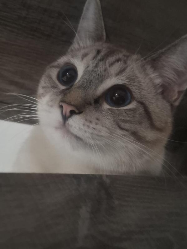 Ollie