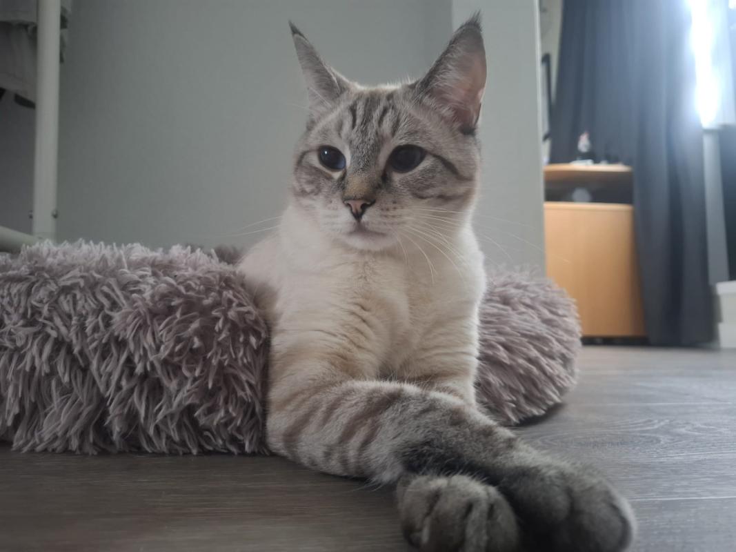 Ollie