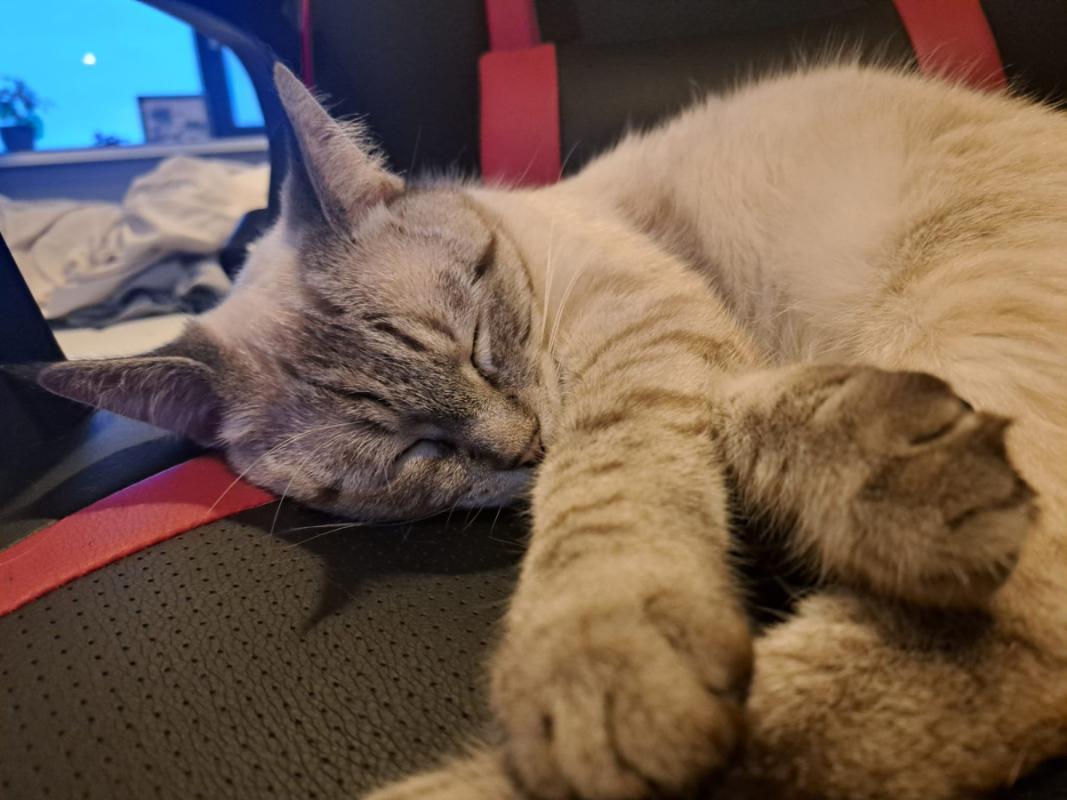 Ollie