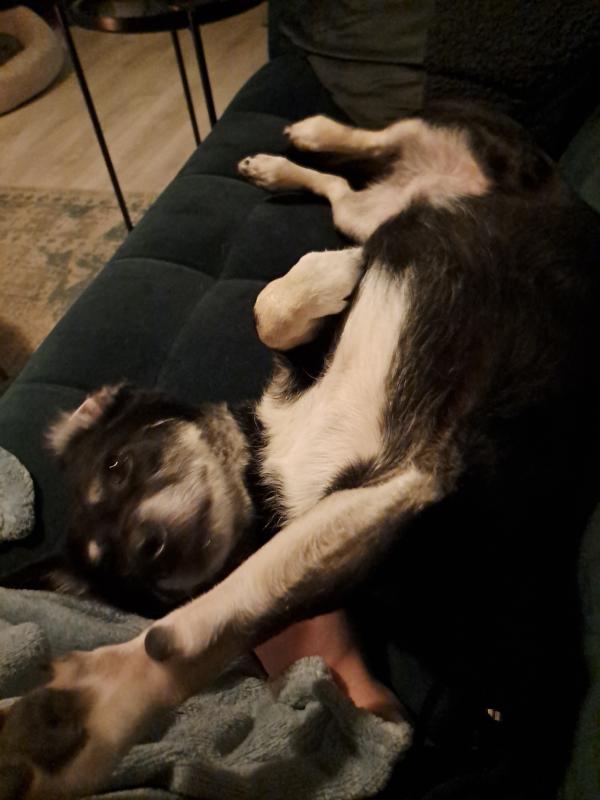 Stella