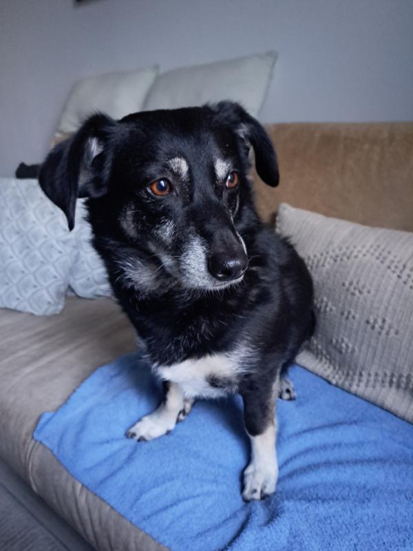 Stella