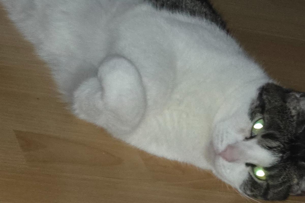 Pip