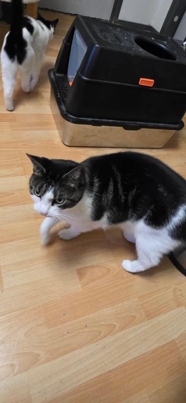 Pip