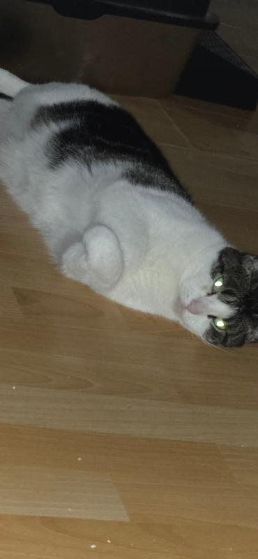 Pip