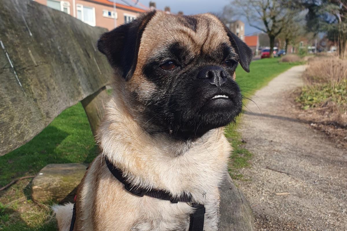 Bertie