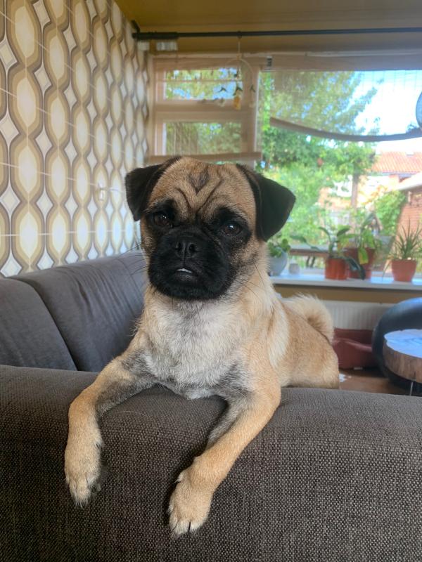 Bertie