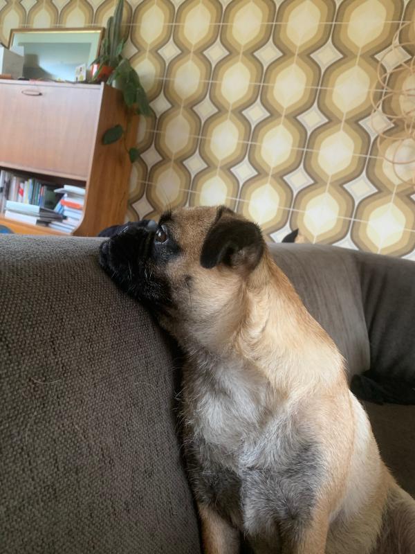 Bertie